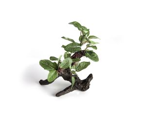 RepTech Terrarium Plant Ficus S