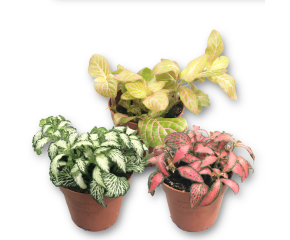 Fittonia, Mozaiekplantje, verschillende kleuren