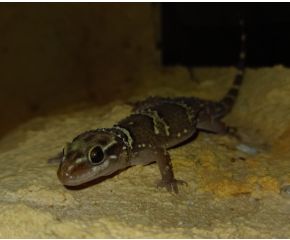 Hemidactylus triedrus UBN 6338257