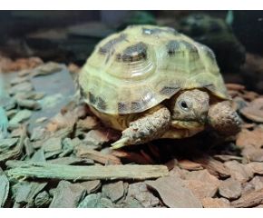 Agrionemys horsfieldii, vierteenlandschildpad  UBN 6338257