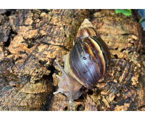 Achatina fulica, agaatslak medium UBN 6338257