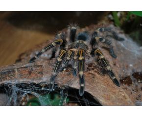 Grammostola pulchripes, Chaco goudknie vogelspin, UBN 6338257