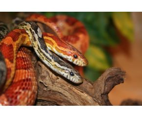 Pantherophis guttatus, korenslang/rattenslang large  UBN 6338257