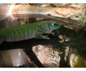 Phelsuma madagascariensis madagascariensis, Daggekko