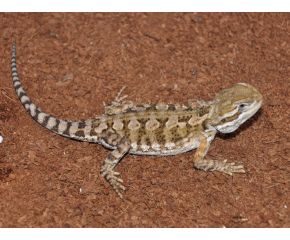 Pogona henrylawsoni, dwergbaardagaam UBN 6338257