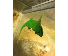 Phelsuma grandis, reuze daggekko UBN 6338257