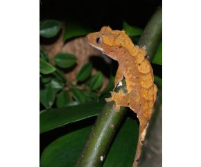 Correlophus ciliatus, Wimpergekko, Large UBN 6338257