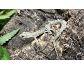 Rouwgekko, Lepidodactylus lugubris UBN 6338257