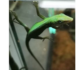 Anolis carolinensis, roodkeelanolis UBN 6338257