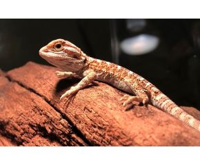 Pogona vitticeps, baardagaam small UBN 6338257