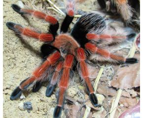 Brachypelma boehmei, Mexicaanse roodpoot vogelspin UBN 6338257